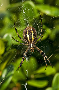 Wespenspinne 或 Argiope Bruennichi Cornacchiaia 与网的特写