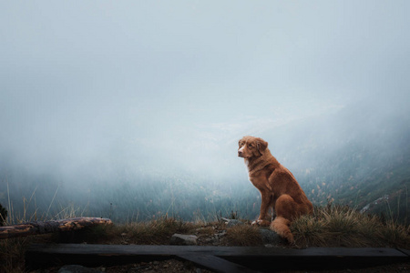 在雾中的狗。新斯科舍省鸭在山上收费猎犬