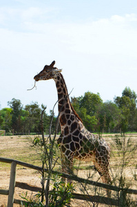 Giraffe.Zoo.弗里吉亚。突尼斯