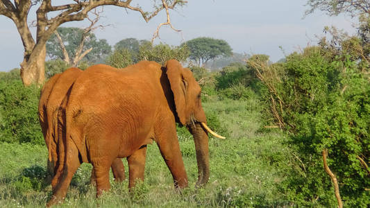 大象在大草原野生动物园肯尼亚