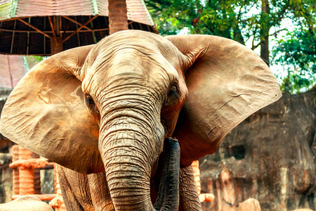 非洲大象在动物园