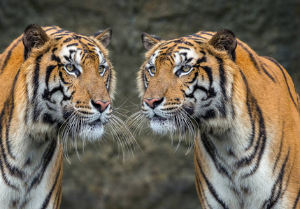 两只老虎在动物园的自然环境下放松