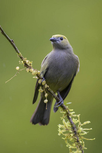 棕榈山雀Thraupis palmarum, 美丽的灰色丹吉尔从哥斯达黎加森林