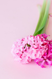美丽的粉红色风信子花花束在粉红色的背景。Cl
