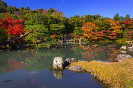 美丽的日本花园, 秋天有五颜六色的枫树, 岚山