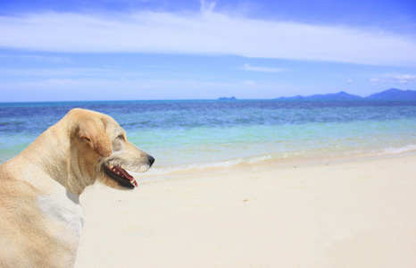 在沙滩上散步的狗