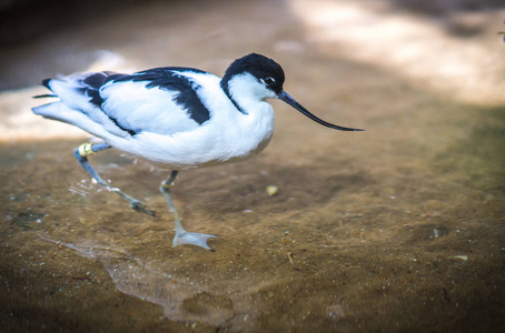 avocet 在池塘中嬉戏的意象