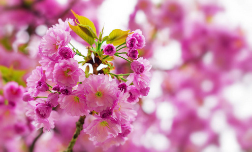 春天盛开的日本樱桃树或樱花