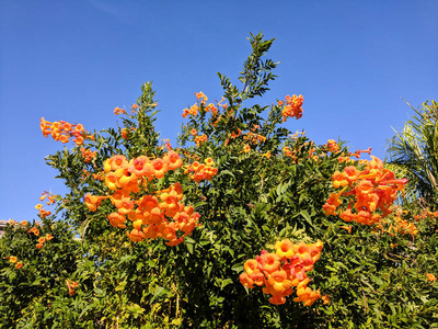 亚利桑那金银花在冬天