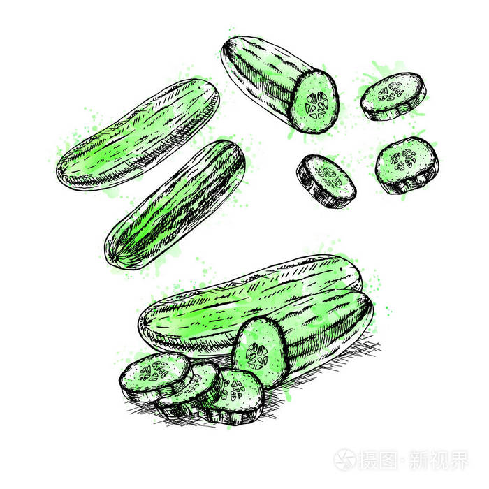 水彩手绘设置的黄瓜.矢量速写