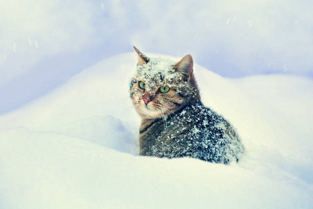 选址在雪地里的猫