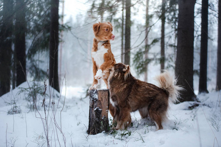 狗新斯科舍省鸭寻回犬和芬兰 Lapphund 品种