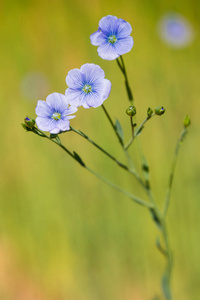 绿色草地上亚麻的蓝色花朵