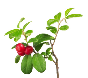 红 cowberries 的分支