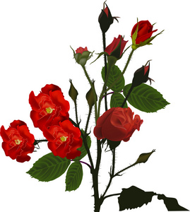 红玫瑰鲜花