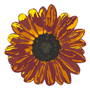 现实的向日葵在棕色的颜色。七种颜色矢量 ilustration