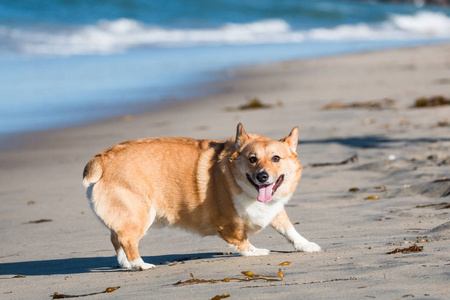 彭布罗克威尔士科吉在加利福尼亚州圣地亚哥的海洋海滩上的狗沙滩上转过身来。