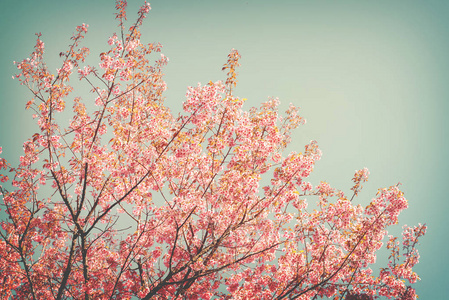 粉红色的樱花在春天