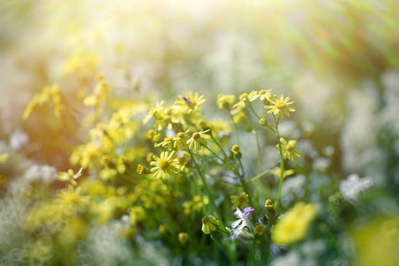 草地上的黄花花, 春天的美丽自然