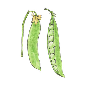 绿豌豆。 手绘新鲜蔬菜。 真实水彩画