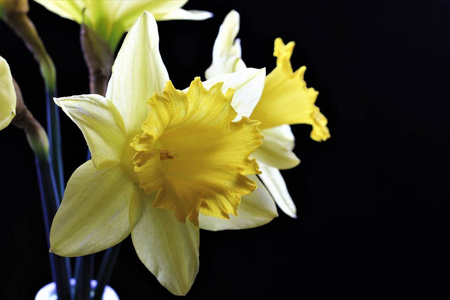 黄色的水仙盛开在年初, 他们是与第一个春天的使者, 并在复活节周围的地面出来. 当水仙花在那里, 春天通常开始