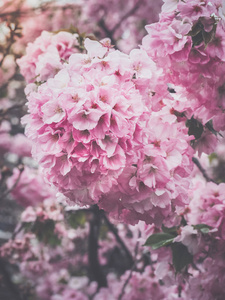 美丽的粉红色樱花在日本, 选择性聚焦和特写
