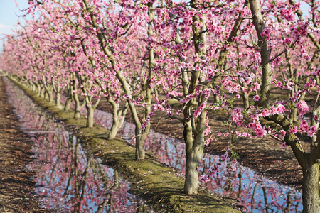 粉红色盛开的果园开花小径, 加利福尼亚州, 美国