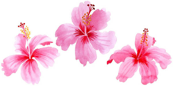 野花芙蓉粉红色花在水彩样式隔绝了