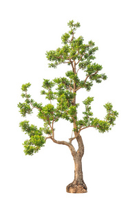 东北地区的Neem植物印楝热带树