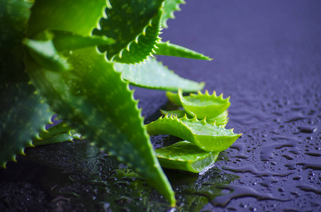 药用植物芦荟叶