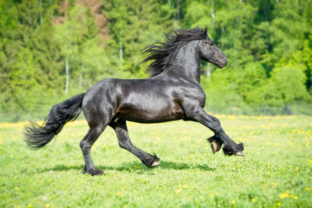 黑 friesian 马跑驰骋在夏季时间