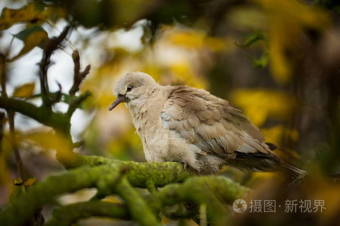 streptopelia decaocto捷克共和国的野生性质.自由的本性.鸟在树上.