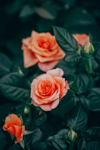 花园里盛开的玫瑰花特写