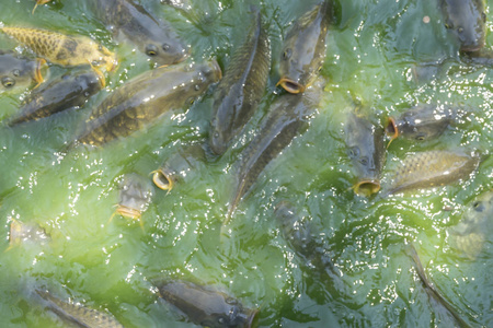 成群的淡水鱼如鲶鱼黑鱼蛇鱼等在进食时争相吃河里的食物