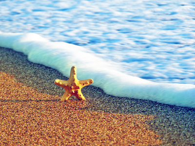 夏季海滩上的海星