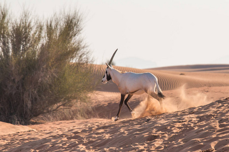 阿拉伯大羚羊 大羚羊 leucoryx 在沙漠的日出。迪拜，阿拉伯联合酋长国