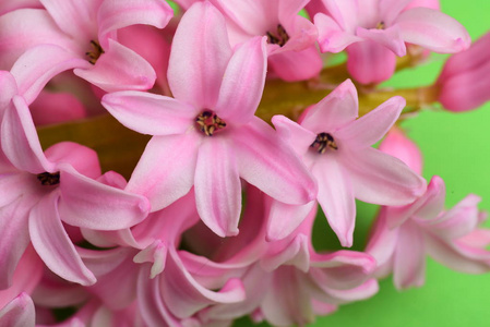 淡粉色风信子花开花