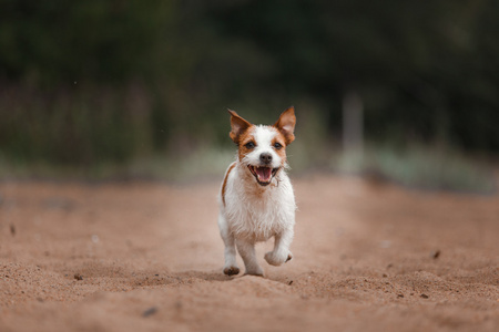 性格开朗的杰克罗素梗犬