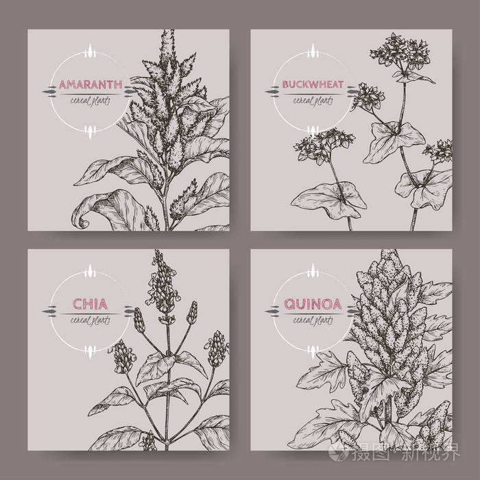 插画 一套四横幅与苋菜, 奎奴亚, 嘉和荞麦素描.谷物植物系列.eps