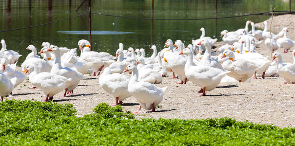 养鹅场，捷克共和国