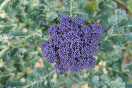 植物上的紫色花椰菜