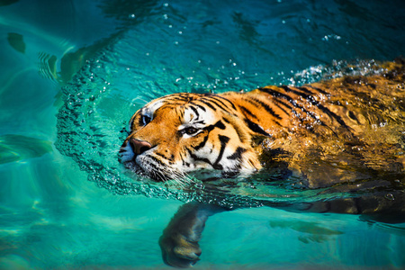 老虎在纯净的水里游泳