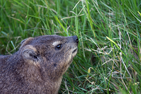 岩 dassie