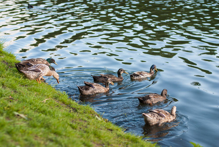 夏天的池塘那里鸭