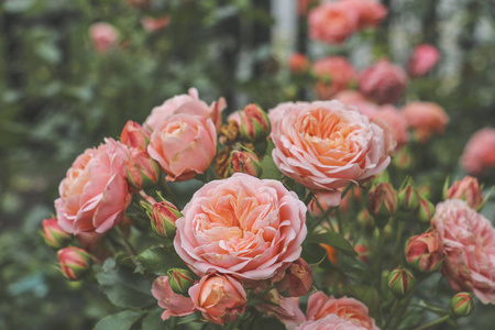 美丽的玫瑰灌木粉红色的夏天花园里的颜色