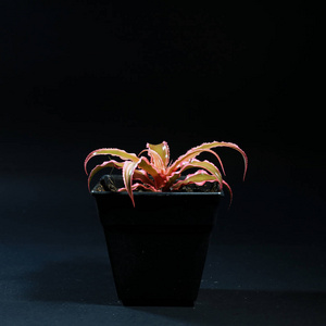 室内植物在黑色背景上的塑料花盆