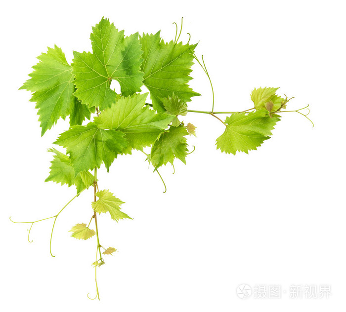 孤立在白色背景上的葡萄藤叶子边框