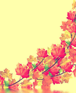 秋天的树叶上孤立的黄色背景图片