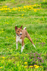 绿色田野上的褐色 Basenji 狗
