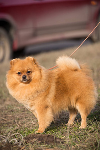 可爱的博美犬斯皮茨狗的肖像